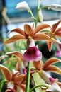 Wild orchid cattleya bloom